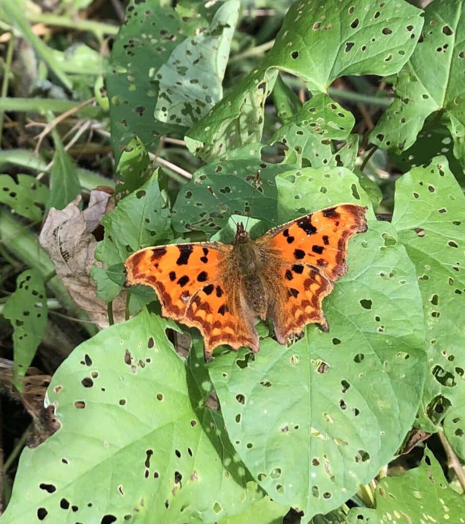 butterfly on leaf nature